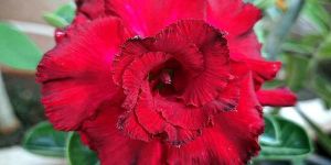 ROOKHRAJ PAUDHSHALA Adenium Plant