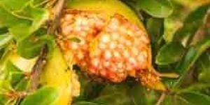 Punica Granatum Fruit Extract