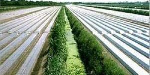 Soil Solarization Film