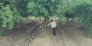 Natural Bamboo Plant