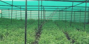 Katang Bamboos Plant