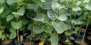 Red Sandalwood Plant