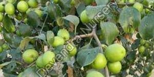Thai Apple Ber Plant