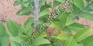 Thai Guava Plant