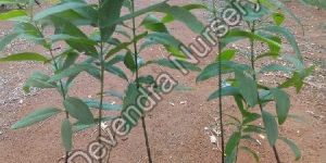 White Sandalwood Plant