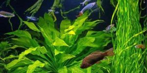 Decorative Aquarium Plant