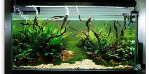 Planted Aquarium Tank