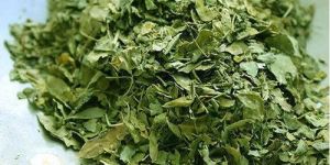 Dried Moringa Leaves