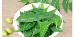 Dried Neem Leaves