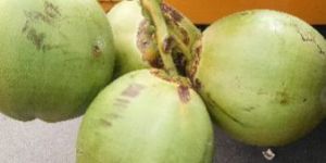 Green Coconut