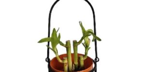 TABLE TOP NEW DESIGN PLANTER FOR HOME AND OFFICE DECORATION