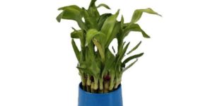 TABLE TOP PLANTER BEST FLOWER POTS OFFICE & HOME