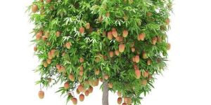 Mango Plant