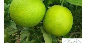 New Seller Mosambi Plant