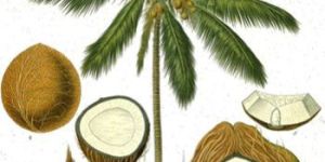 Organic Coconut Plant