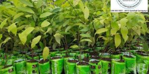 Plant Supplying Services