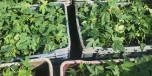 Red Lady 786 Papaya Plant