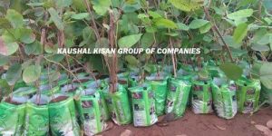 Red Sandalwood Plant