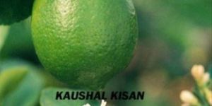 Seedless Lemon Plant