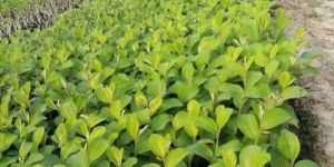 Thai Green Apple Ber Plant