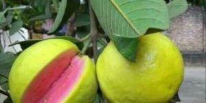 Thai Pink Guava Plant