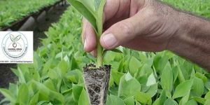 Tissue Culture Banana Plant