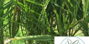 Tissue Culture Date Palm Plant