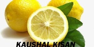 Tissue Culture Lemon Plant