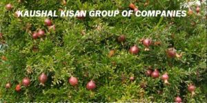 Tissue Culture Pomegranate Plant