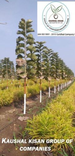 Tissue Culture Teak Plant