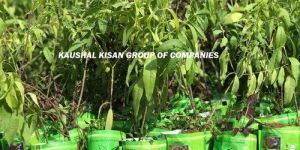 White Sandalwood Plant