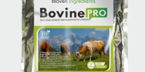 Cattle Feed Supplement
