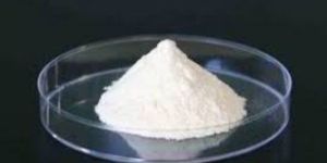 Lactobacillus Acidophilus