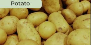 Fresh Potato