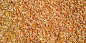 Maize