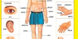 Parts of the Body 3d Embossed Chart