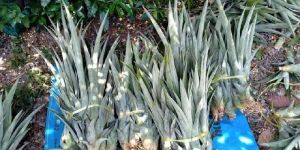 Pineapple Fruit Plants