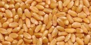 Sharbati Wheat