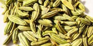 Singapore Quality Fennel Seeds