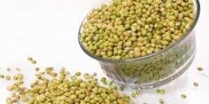 Single Parrot Coriander Seeds