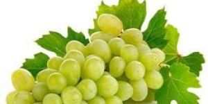 Thompson Seedless Grapes