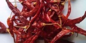 Wrinkled 273 Dried Red Chilli