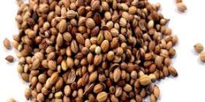 XO Quality Coriander Seeds