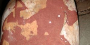 Natural Shivakriti Original Narmadeshwar Shivling