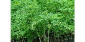 Moringa Plant