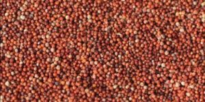 Finger Millet Seeds