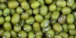 Green Mung Beans