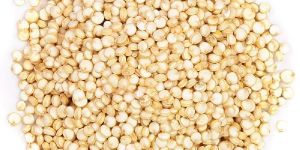 Quinoa Seeds