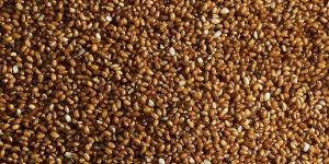 Teff Grain