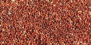 Finger Millet